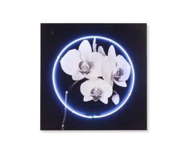 Neon Orchid